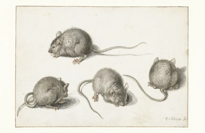 Four studies of a diseased mouse Wall Art by Jacques de Gheyn (II) - High-Resolution Digital Print