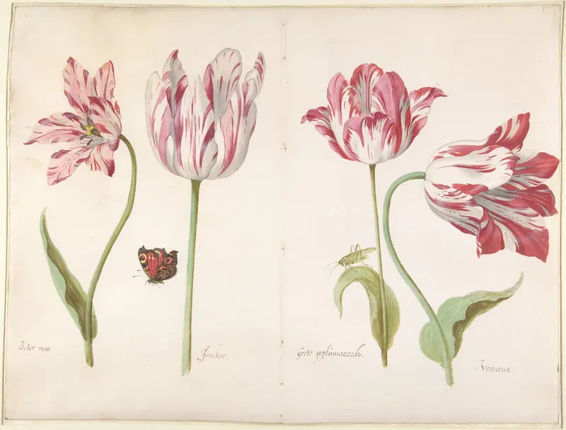 Four Tulips: Boter man (Butter Man), Joncker (Nobleman), Grote geplumaceerde (The Great Plumed One), and Voorwint (With the Wind) Wall Art by Jacob Marrel - High-Resolution Digital Print