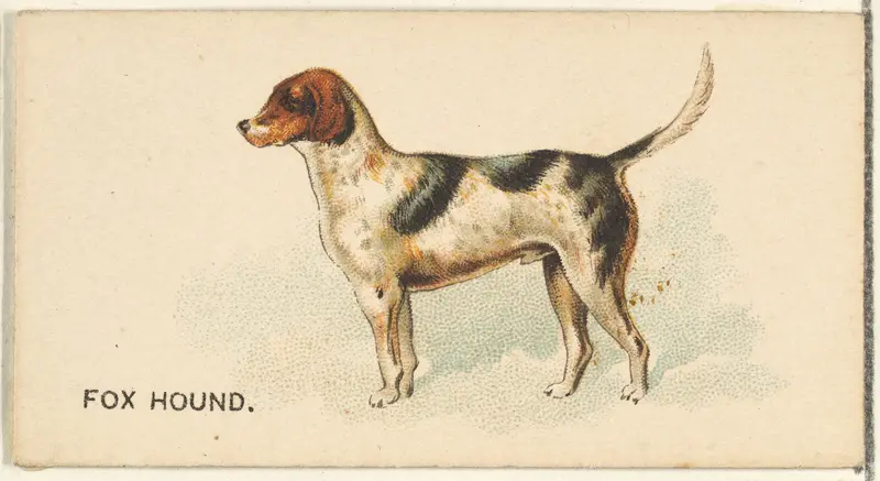 Fox Hound, from the Dogs of the World series for Old Judge Cigarettes Wall Art by Goodwin & Company - High-Resolution Digital Print