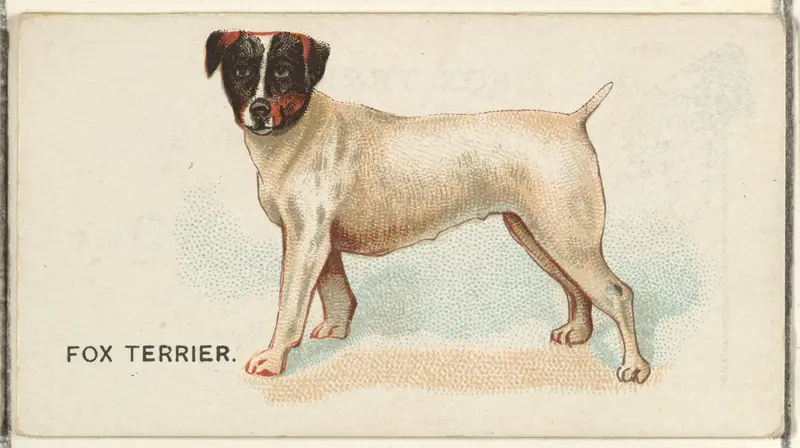 Fox Terrier, from the Dogs of the World series for Old Judge Cigarettes Wall Art by Goodwin & Company - High-Resolution Digital Print