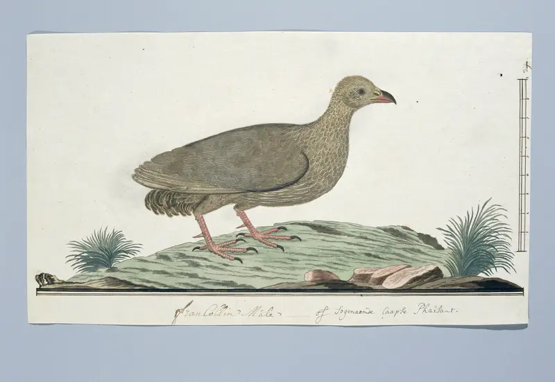Francolinus capensis (Cape spurfowl or Cape francolin) Wall Art by Robert Jacob Gordon - High-Resolution Digital Print