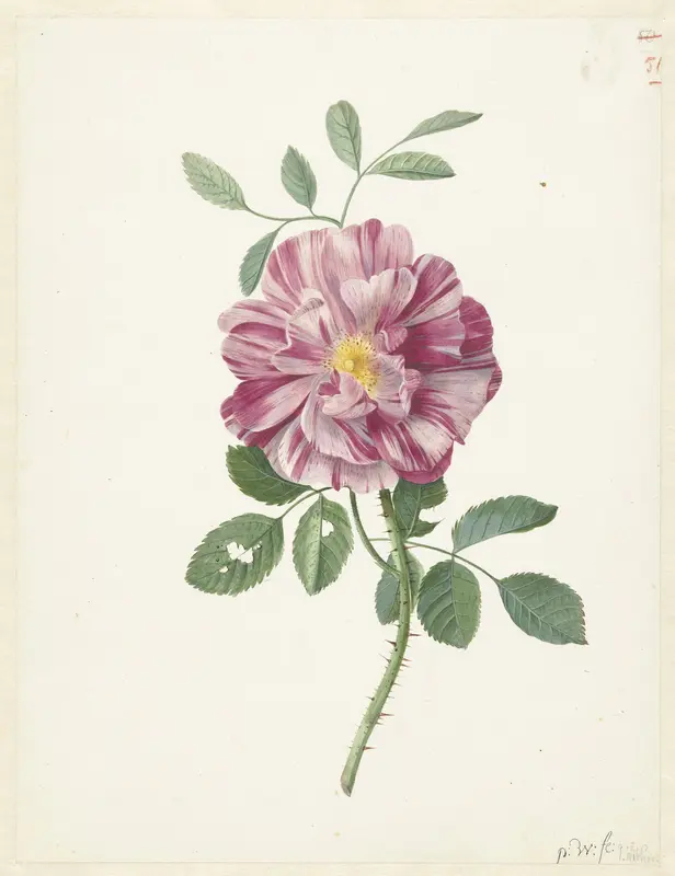 Franse roos (Rosa gallica  L. ‘Versicolor’) Wall Art by Pieter Withoos - High-Resolution Digital Print
