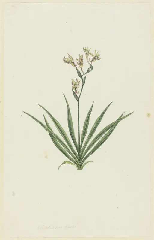 Freesia viridis (Aiton) Goldblatt & J.C. Manning Wall Art by Robert Jacob Gordon - High-Resolution Digital Print