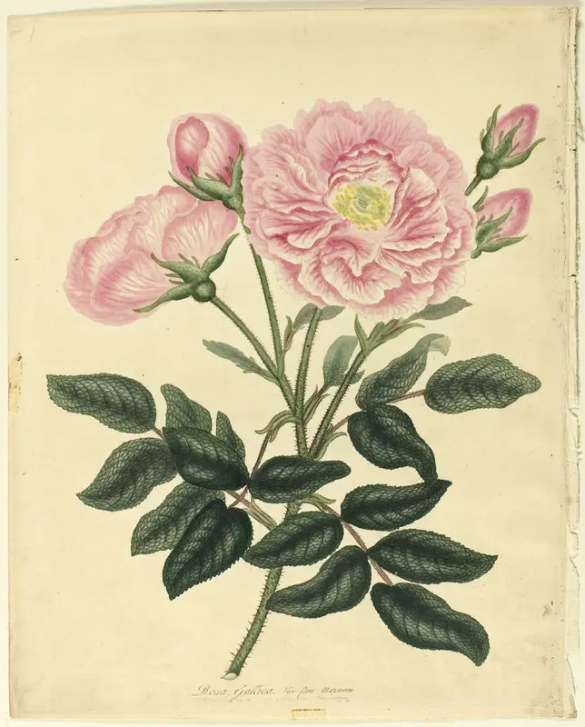 French Rose