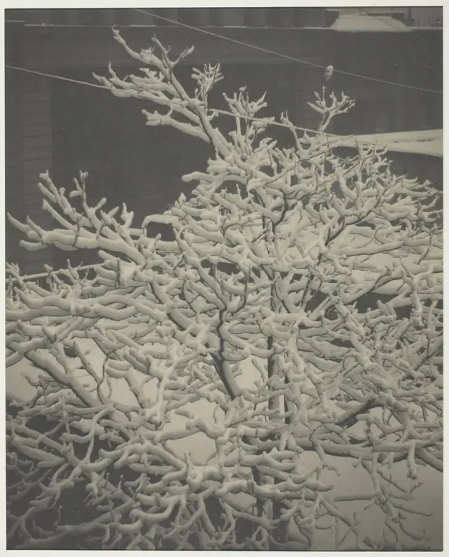 From the Back-Window "291" Snow-Covered Tree, Back-Yard
