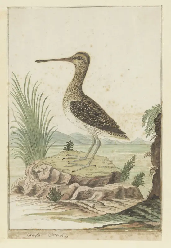 Gallinago nigripennis (Kemphaan) Wall Art by Robert Jacob Gordon - High-Resolution Digital Print