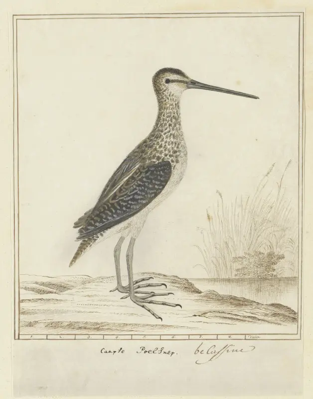 Gallinago nigripennis nigripennis (Afrikaanse snip) Wall Art by Robert Jacob Gordon - High-Resolution Digital Print