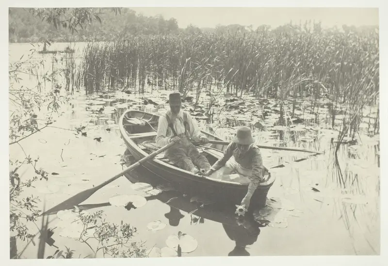 Gathering Water-Lilies Wall Art by Peter Henry Emerson - High-Resolution Digital Print