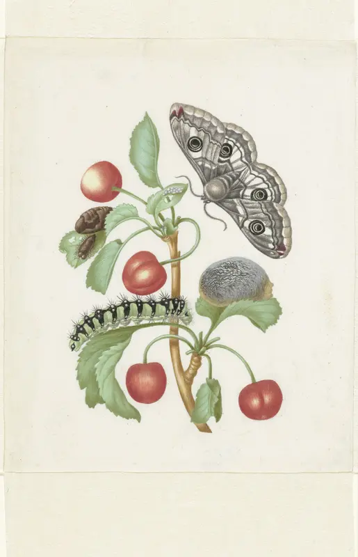 Gedaanteverwisseling van de nachtpauwoog Wall Art by Unknown - High-Resolution Digital Print