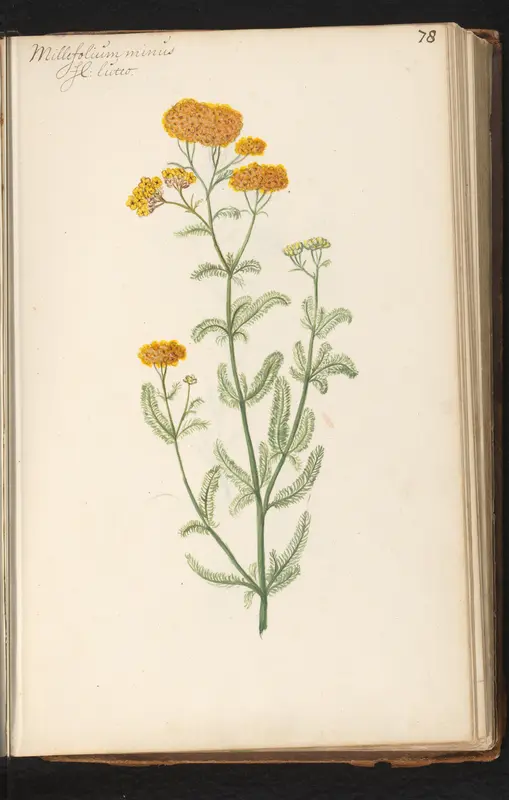 Geel duizendblad (Achillea millefolium) Wall Art by anonymous - High-Resolution Digital Print