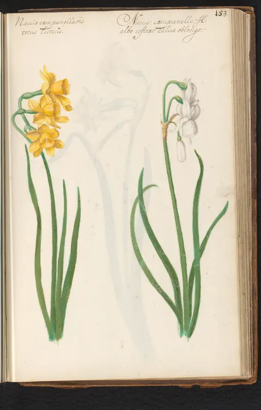 Geel- en witkleurige narcissus tazetta Wall Art by anonymous - High-Resolution Digital Print