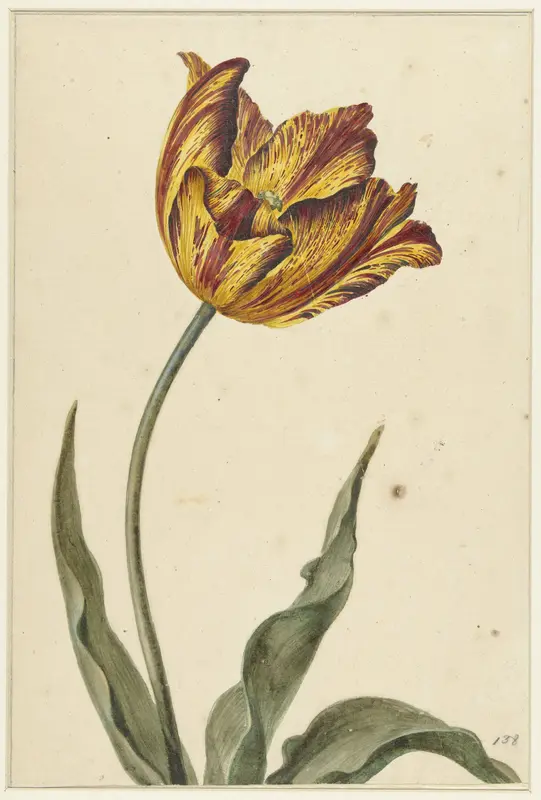 Geel-oranje-rode tulp Wall Art by anonymous - High-Resolution Digital Print