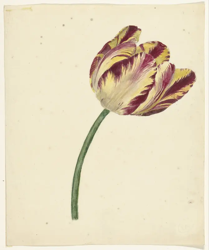 Geel-rode tulp Wall Art by anonymous - High-Resolution Digital Print