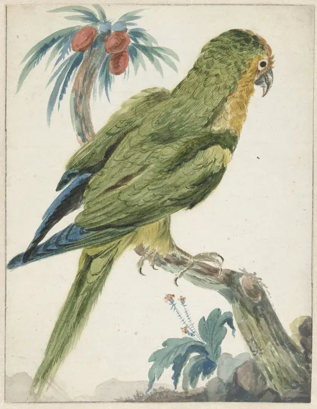 Geelvoorhoofd parkiet (Bolborhyuchus aurifrons) Wall Art by Jan Weenix - High-Resolution Digital Print