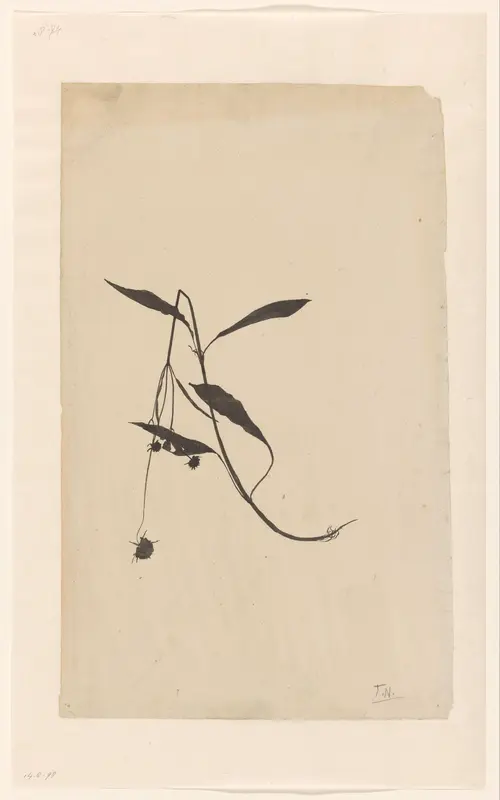 Geknakte stengel van een plant Wall Art by Theo Nieuwenhuis - High-Resolution Digital Print