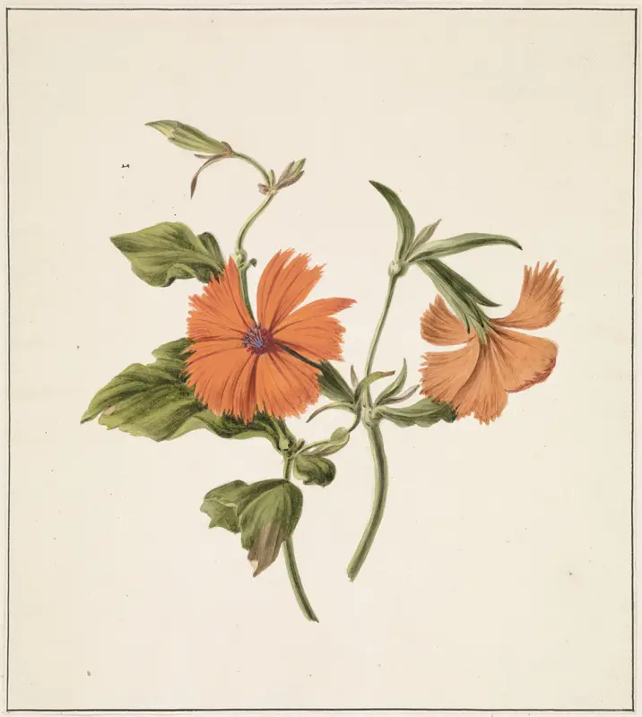 Gele Chinese roos (Rosa Chinensis Lutea) Wall Art by M. de Gijselaar - High-Resolution Digital Print