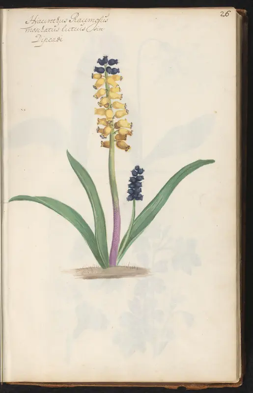 Gele druifjes (Muscari moschatum var. flavum) Wall Art by anonymous - High-Resolution Digital Print