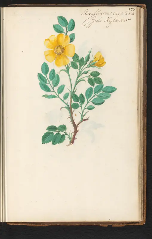 Gele egelantier (Rosa rubiginosa) Wall Art by anonymous - High-Resolution Digital Print