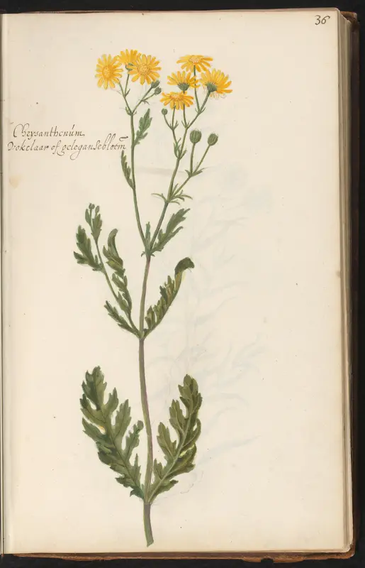 Gele ganzenbloem (Chrysanthemum segetum) Wall Art by anonymous - High-Resolution Digital Print