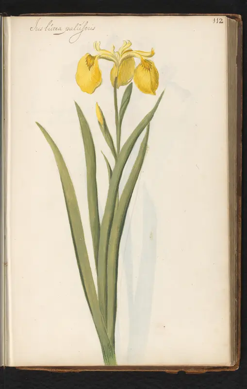 Gele lis (Iris pseudacorus) Wall Art by anonymous - High-Resolution Digital Print