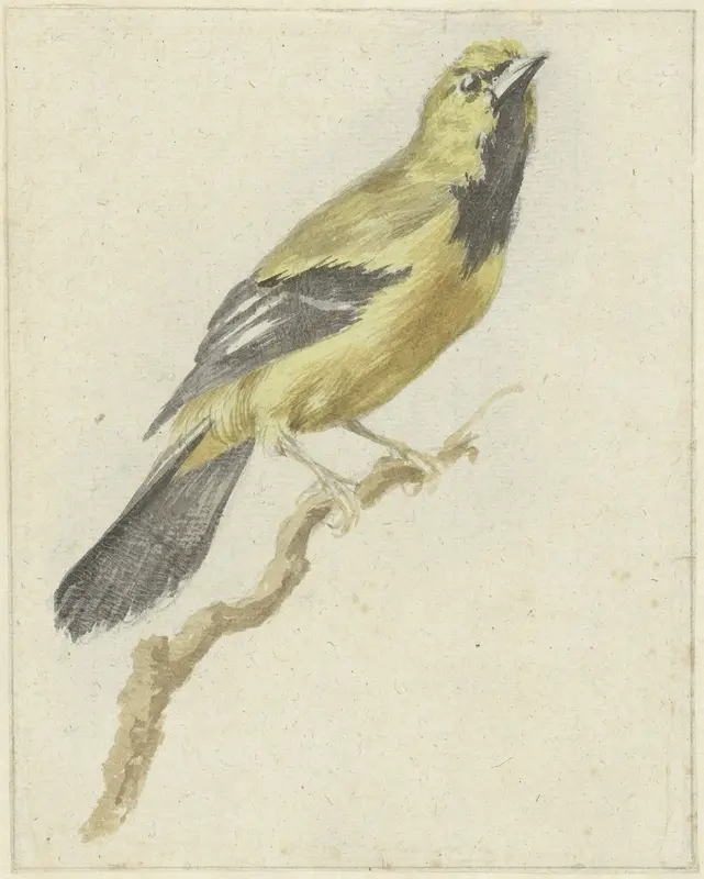 Gele Troepiaal (Icterus nigrogularis) Wall Art by Pieter Gevers - High-Resolution Digital Print