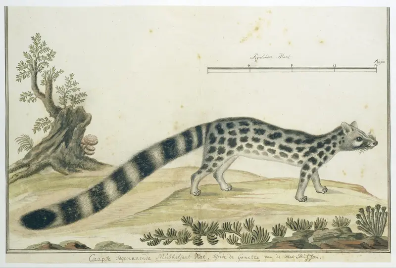 Genetta tigrina (Tijgergenet) Wall Art by Robert Jacob Gordon - High-Resolution Digital Print