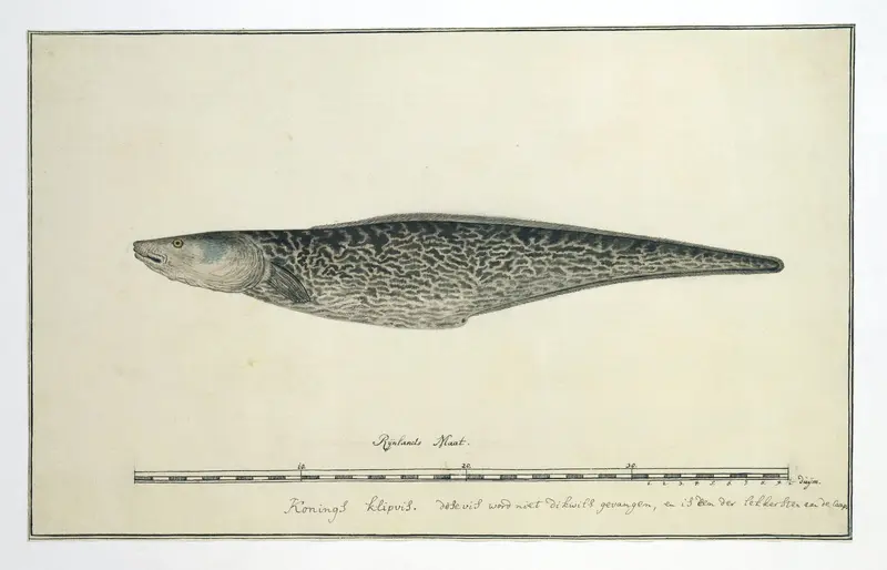 Genypterus capensis (Kaapse koningklip) Wall Art by Unknown - High-Resolution Digital Print