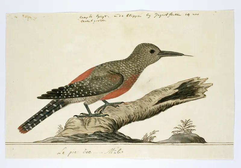 Geocolaptes olivaceus (Ground woodpecker) Wall Art by Robert Jacob Gordon - High-Resolution Digital Print