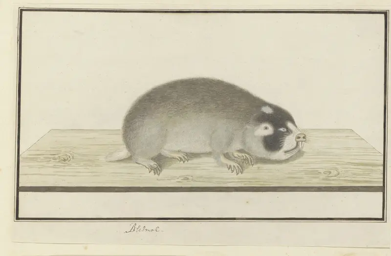 Georychus capensis (Kaapse blesmolrat) Wall Art by Robert Jacob Gordon - High-Resolution Digital Print