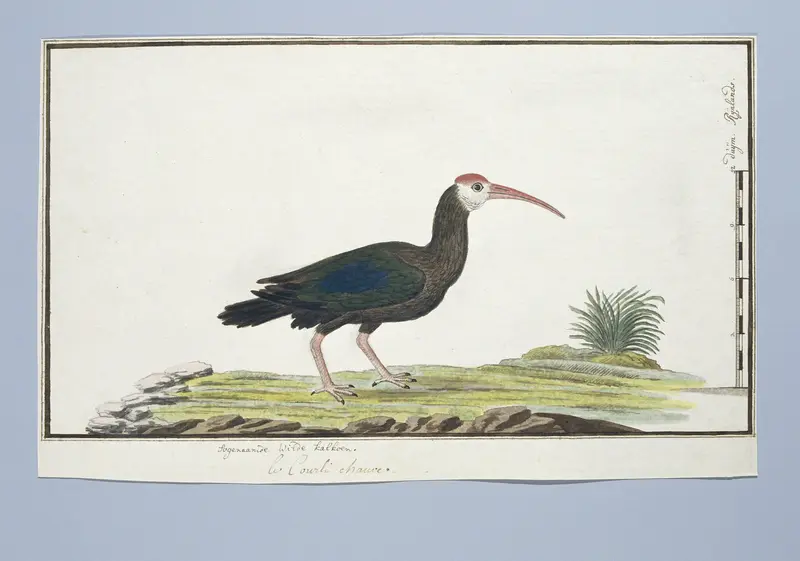 Geronticus calvus (Kaapse ibis) Wall Art by Robert Jacob Gordon - High-Resolution Digital Print