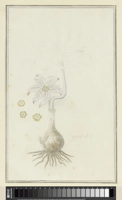 Gethyllis britteniana Baker (Kukumakranka) Wall Art by Robert Jacob Gordon - High-Resolution Digital Print