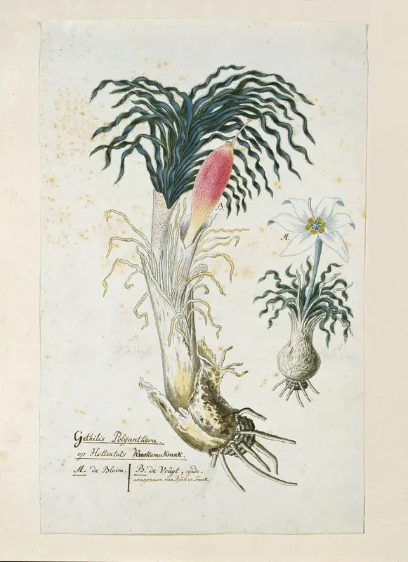 Gethyllis ciliaris (Koekemakranka) Wall Art by Robert Jacob Gordon - High-Resolution Digital Print