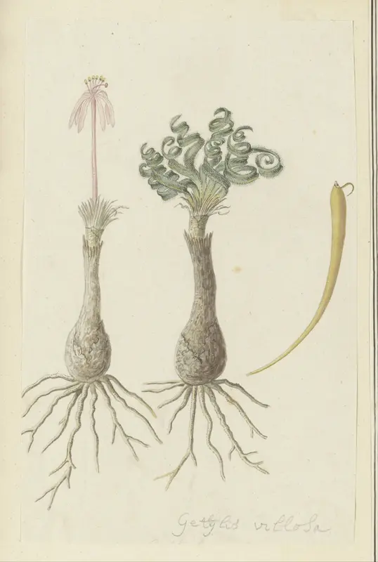 Gethyllis lanuginose Marloth [Gethyllis villosa] (Kukumakranka) Wall Art by Robert Jacob Gordon - High-Resolution Digital Print