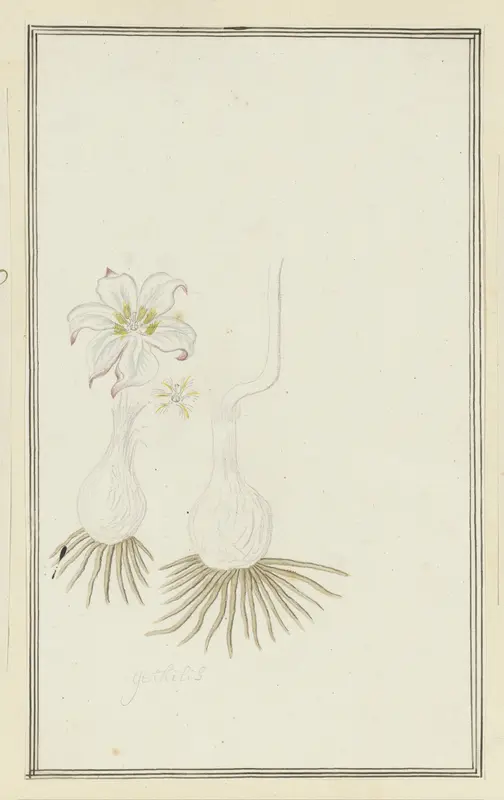 Gethyllis sp. (Kukumakranka) Wall Art by Robert Jacob Gordon - High-Resolution Digital Print
