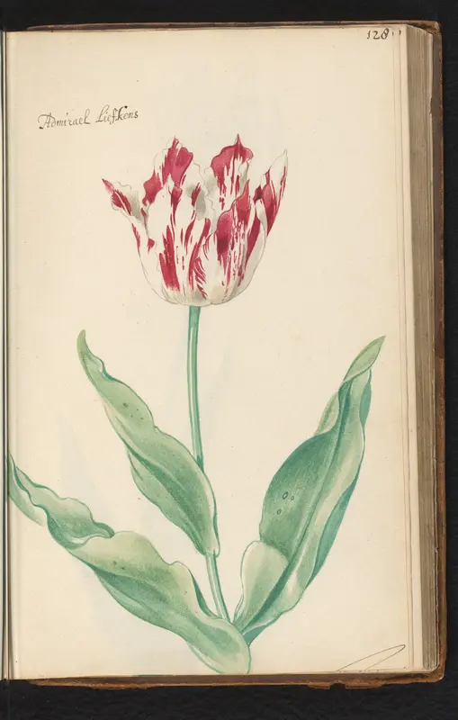 Gevlamde tulp (Tulipa) genaamd Admirael Liefkens Wall Art by anonymous - High-Resolution Digital Print
