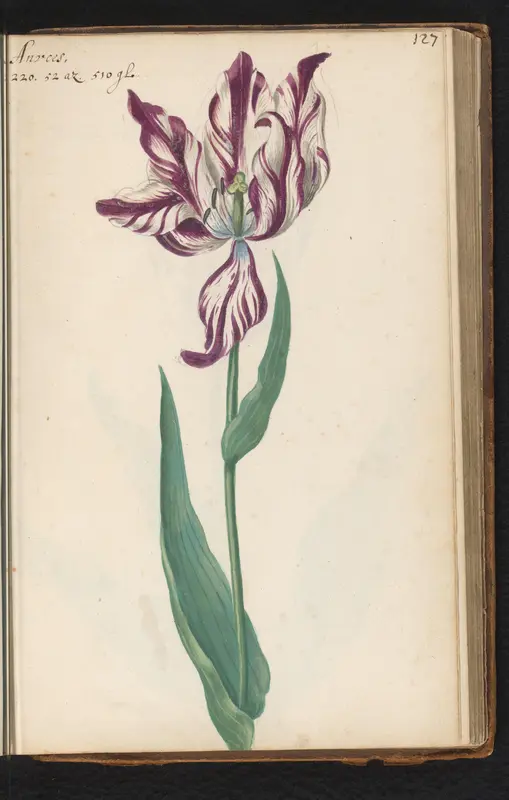 Gevlamde tulp (Tulipa) genaamd Anvers Wall Art by anonymous - High-Resolution Digital Print