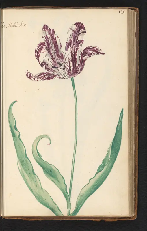 Gevlamde tulp (Tulipa) genaamd de Robinette Wall Art by anonymous - High-Resolution Digital Print