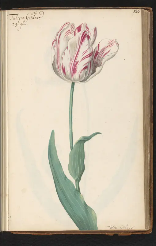 Gevlamde tulp (Tulipa) genaamd Gelder Wall Art by anonymous - High-Resolution Digital Print