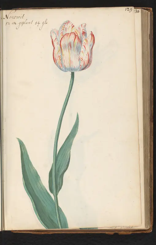 Gevlamde tulp (Tulipa) genaamd Nonswit Wall Art by anonymous - High-Resolution Digital Print