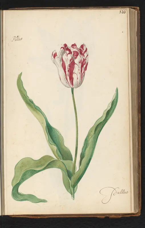 Gevlamde tulp (Tulipa) genaamd Pallas Wall Art by anonymous - High-Resolution Digital Print