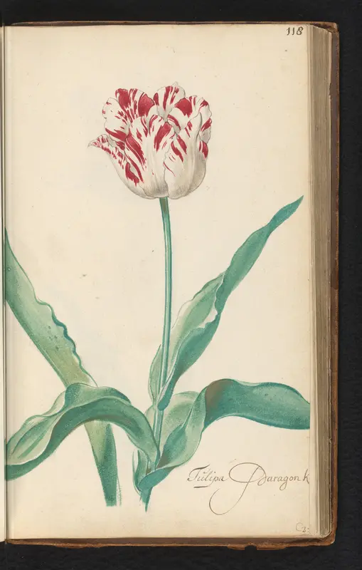 Gevlamde tulp (Tulipa) Wall Art by anonymous - High-Resolution Digital Print