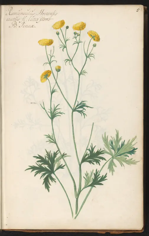 Gevulde boterbloem (Ranunculus acris 'Flore Pleno') Wall Art by anonymous - High-Resolution Digital Print