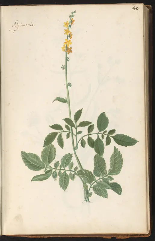 Gewone agrimonie (Agrimonia eupatoria) Wall Art by anonymous - High-Resolution Digital Print
