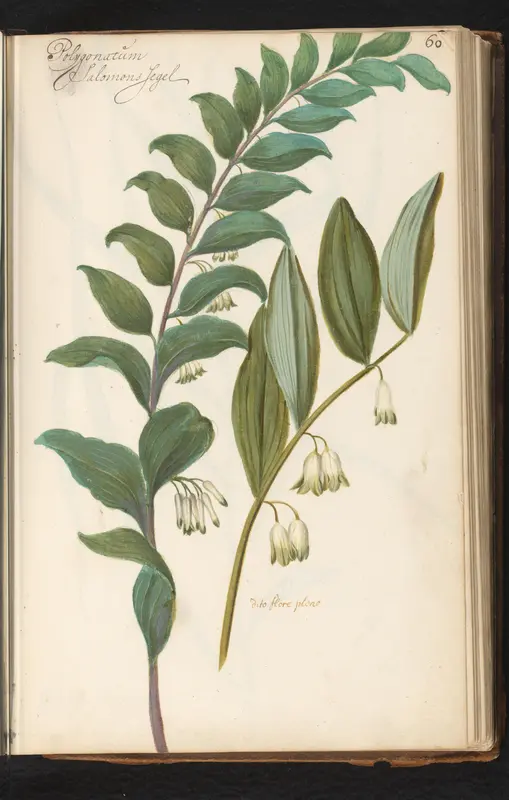 Gewone salomonszegel (Polygonatum multiflorum) Wall Art by anonymous - High-Resolution Digital Print