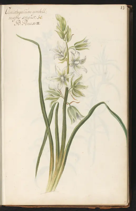Gewone vogelmelk (Ornithogalum umbellatum) Wall Art by anonymous - High-Resolution Digital Print