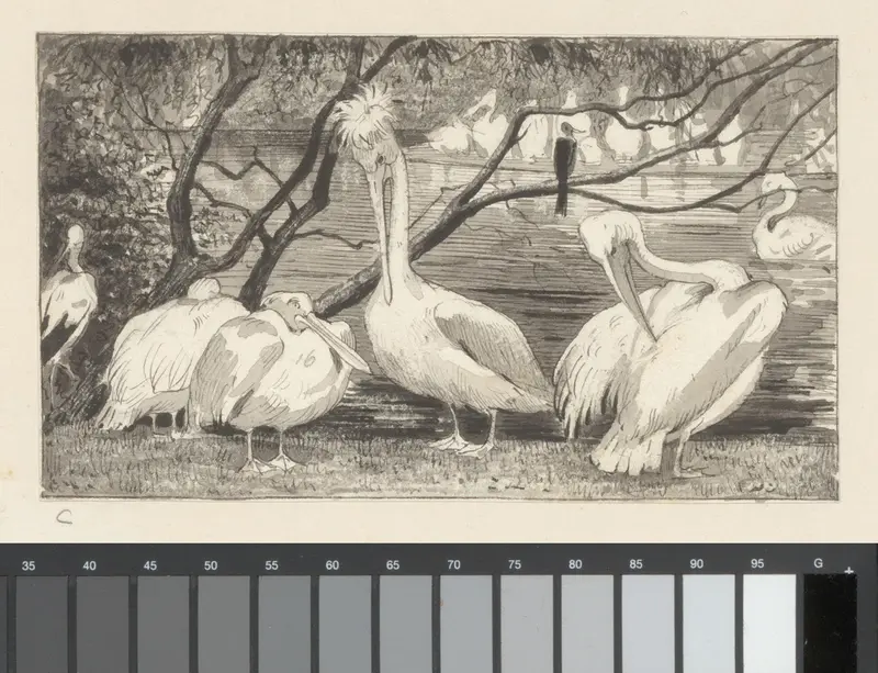 Gezicht op het verblijf van de pelikanen in Artis Wall Art by Unknown - High-Resolution Digital Print