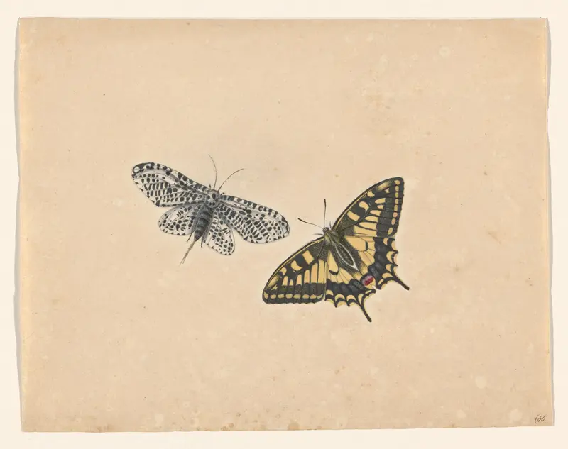 Gigantische luipaardmot en zwaluwstaartvlinder Wall Art by Unknown - High-Resolution Digital Print
