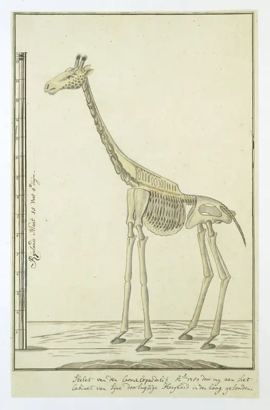 Giraffa camelopardalis (Giraf), skelet Wall Art by Robert Jacob Gordon - High-Resolution Digital Print