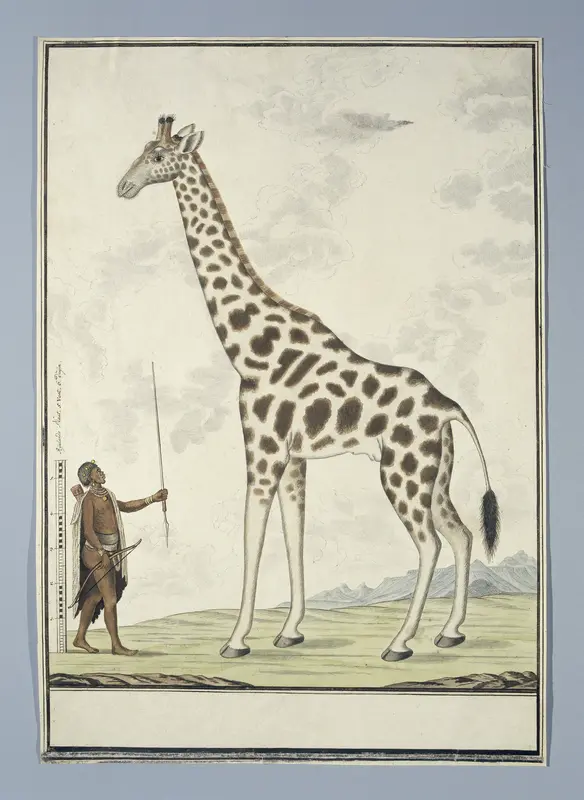Giraffa camelopardalis (Giraf) Wall Art by Robert Jacob Gordon - High-Resolution Digital Print
