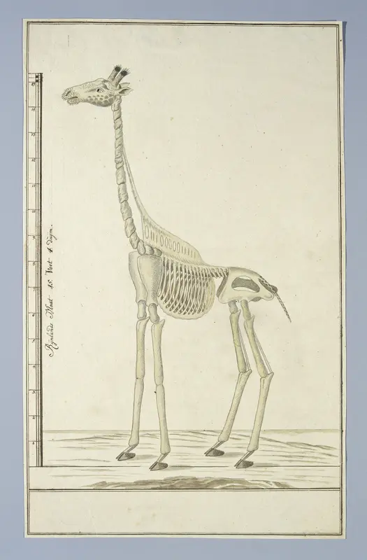 Giraffa camelopardalis (Giraffe), skeleton Wall Art by Robert Jacob Gordon - High-Resolution Digital Print